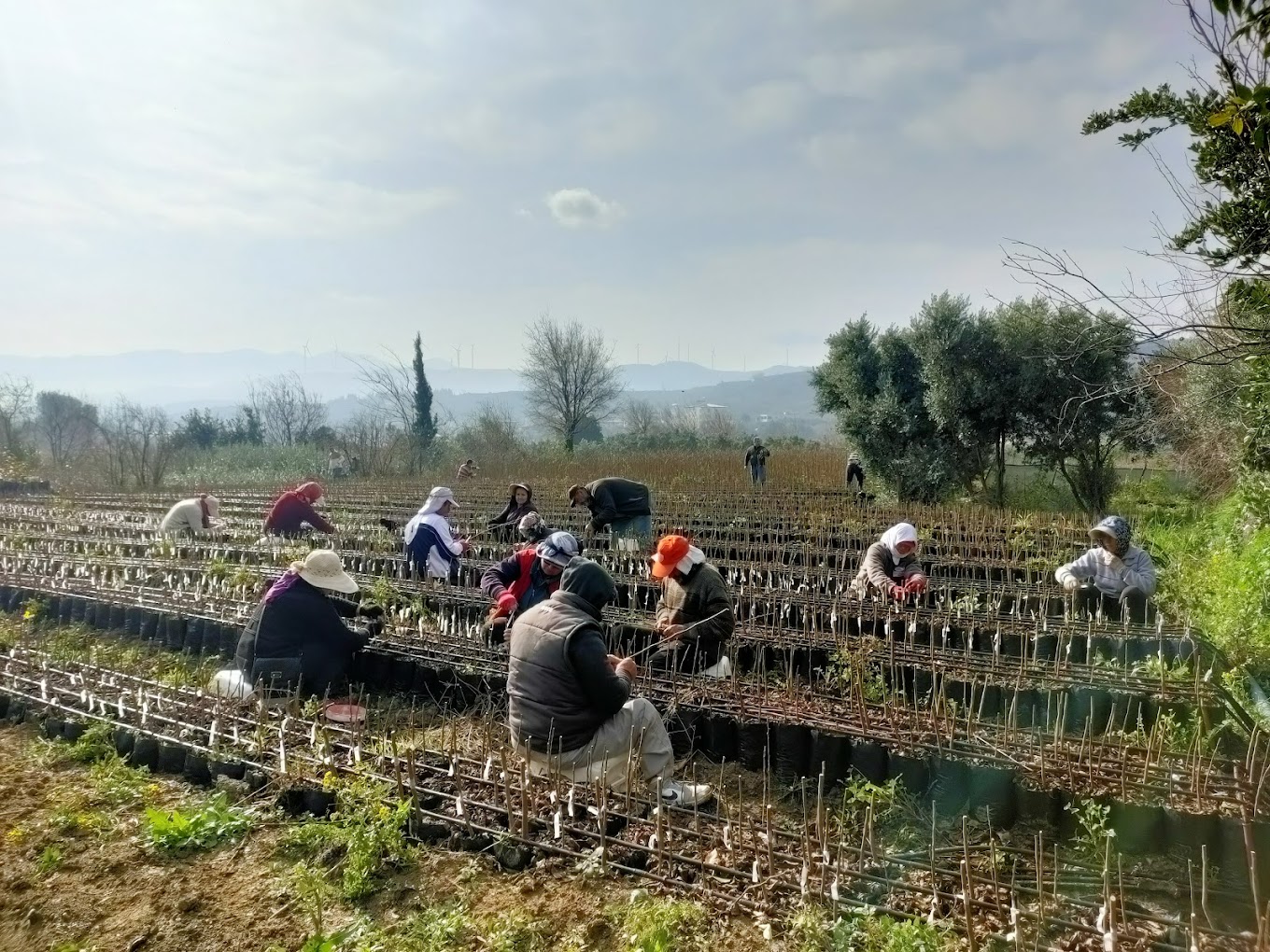 Hatay Doğan Fidancılık