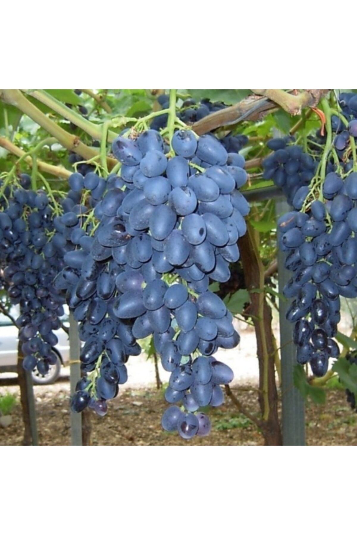 1-adet-acik-kok-siyah-cekirdeksiz-hatun-parmagi-uzum-fidani-1-kalite-82.jpg