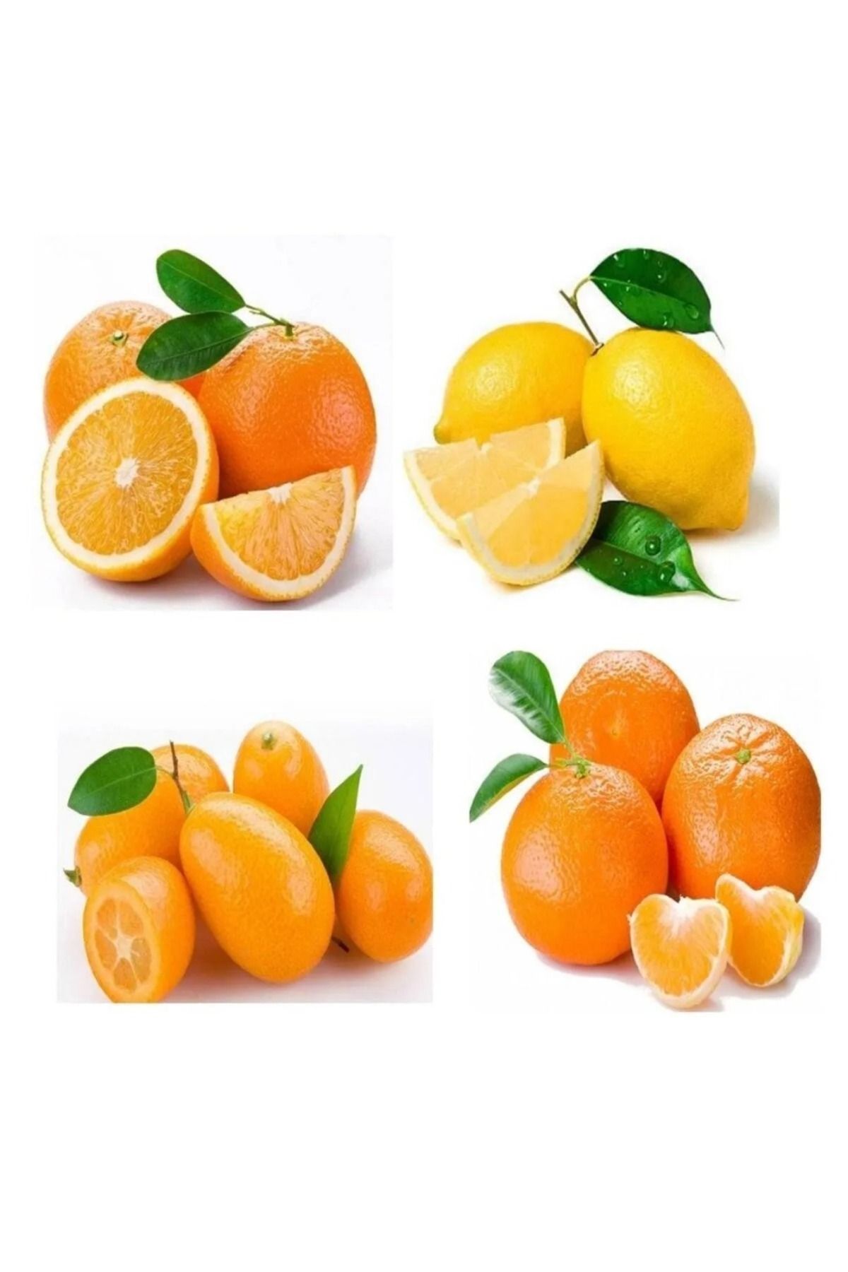 4-lu-narenciye-paketi-w-murcot-yediveren-mayer-limon-wasington-portakal-kumkuat-fidani-157.jpg