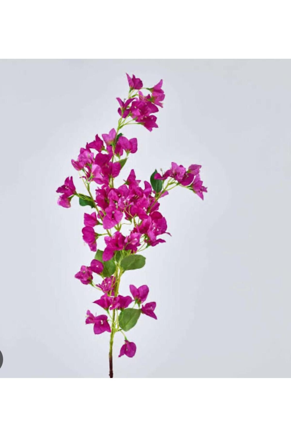 begonvil-fidani-2-yasinda-tuplu-60-80cm-16.jpg