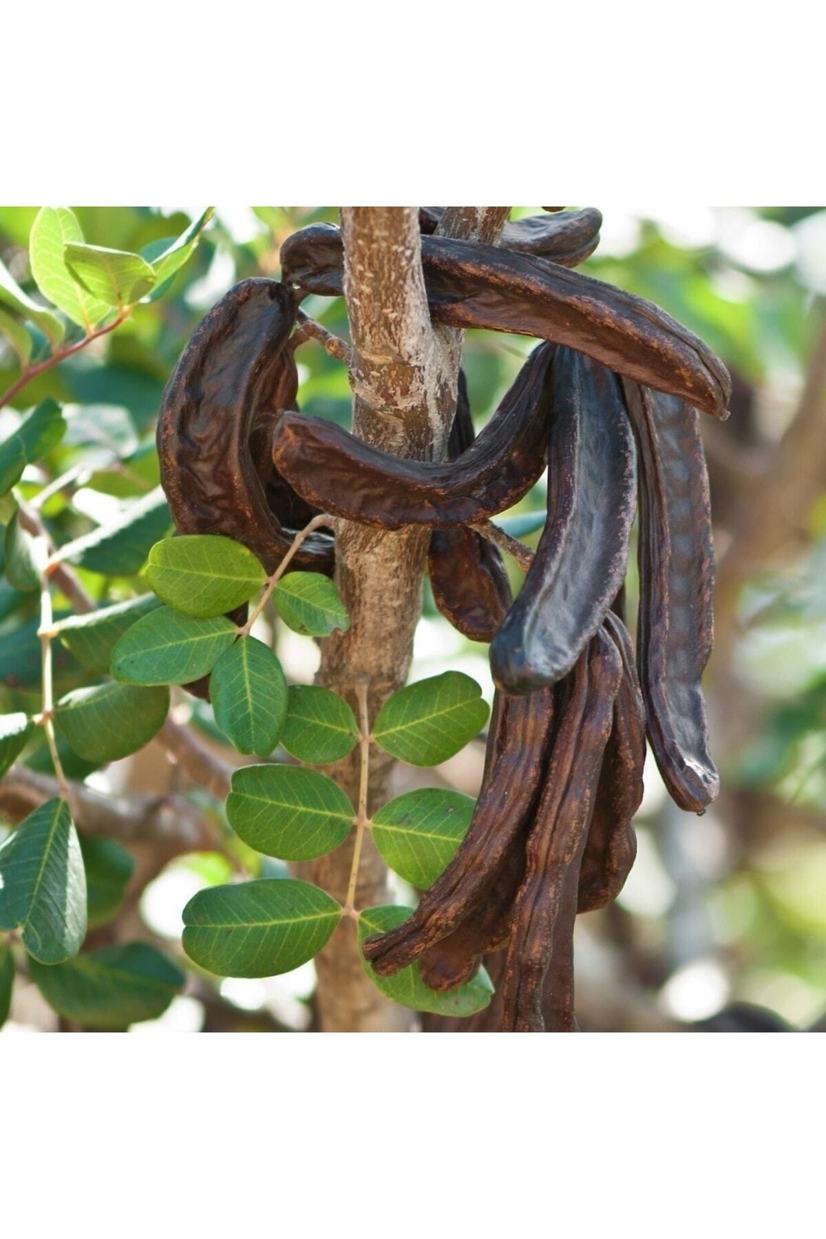 keciboynuzu-harnup-2-yas-tuplu-50-90-cm-259.jpg
