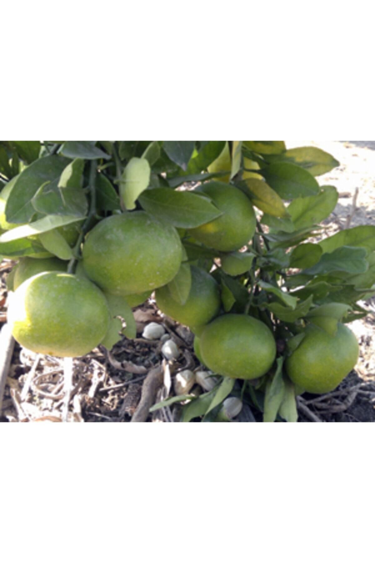 okitsu-mandalina-erkenci-mandalina-411.jpg