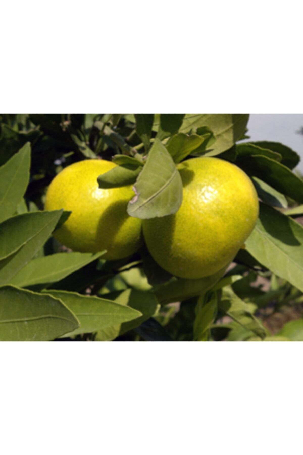 okitsu-mandalina-erkenci-mandalina-412.jpg