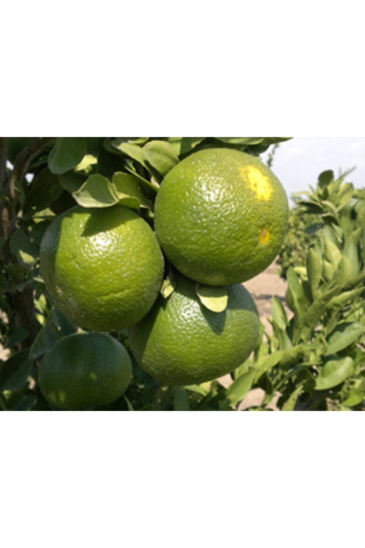 okitsu-mandalina-erkenci-mandalina-413.jpg