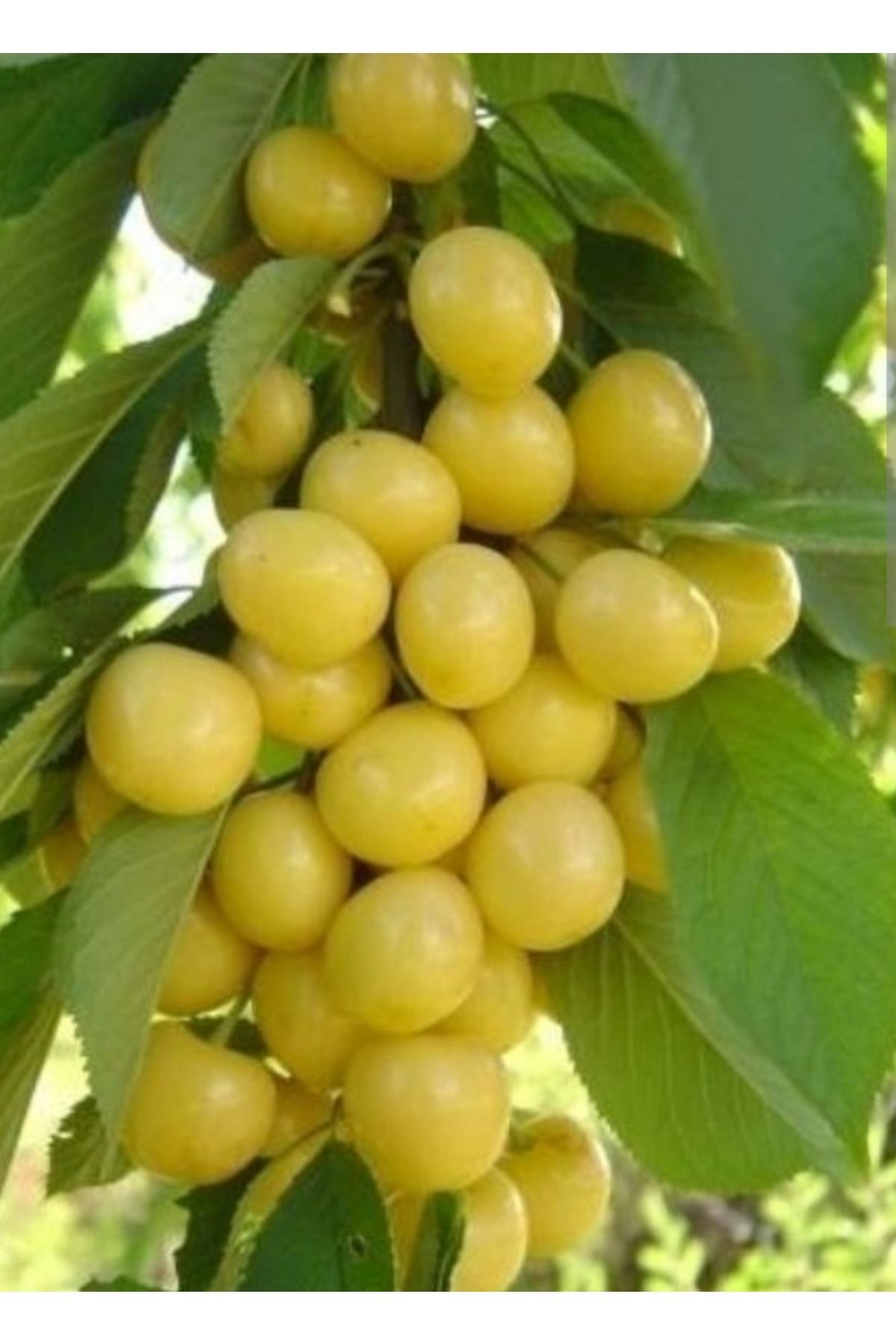starks-gold-beyaz-kiraz-2-yas-tuplu-90-110cm-208.jpg