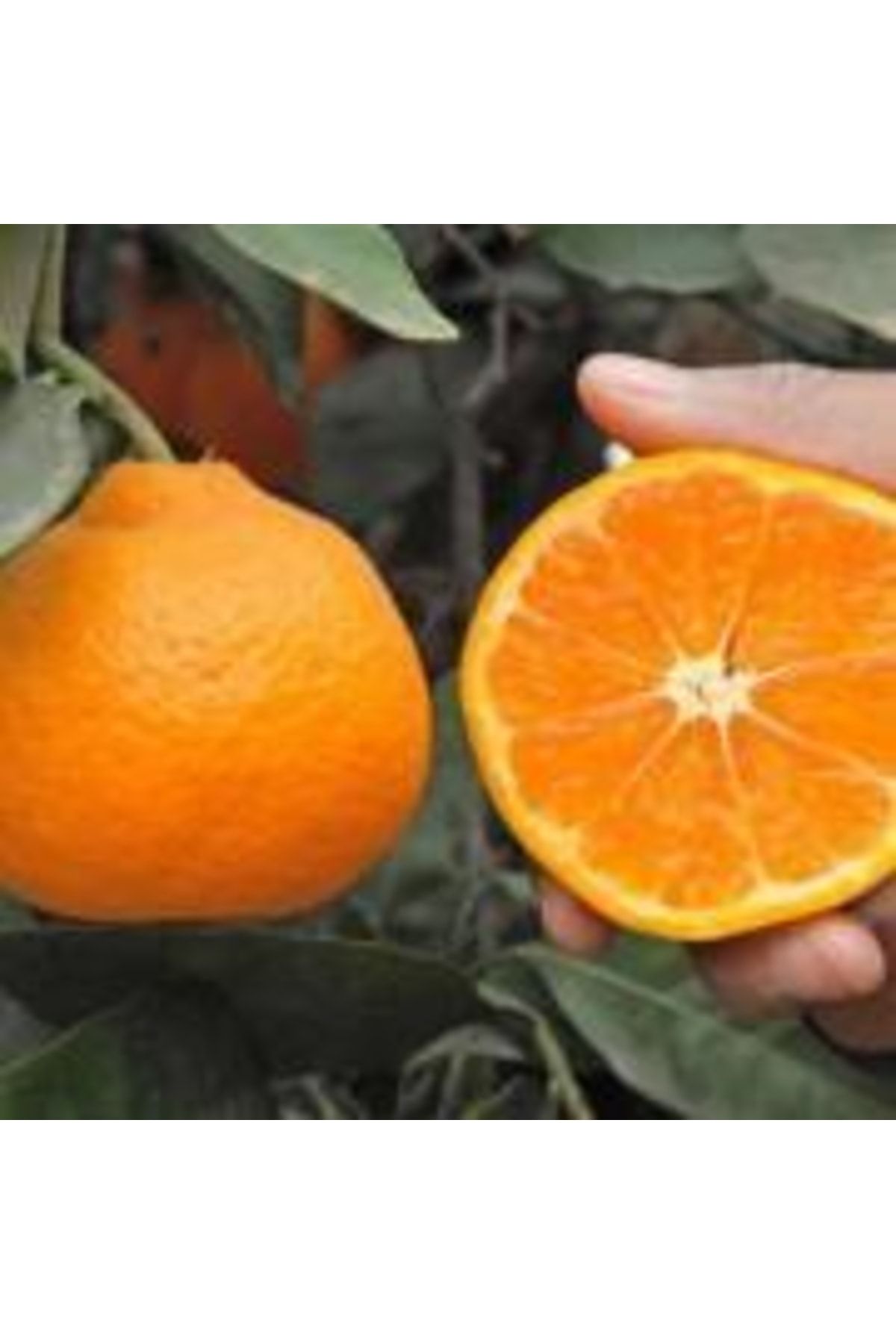 tuplu-asili-cok-verimli-cekirdeksiz-okitsu-mandalina-fidani-263.jpg