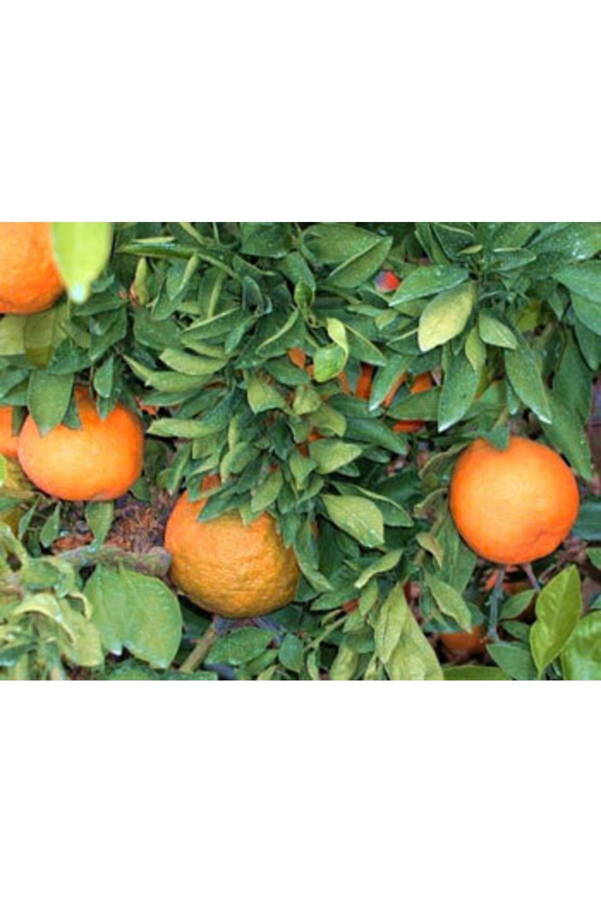 tuplu-asili-cok-verimli-cekirdeksiz-okitsu-mandalina-fidani-264.jpg