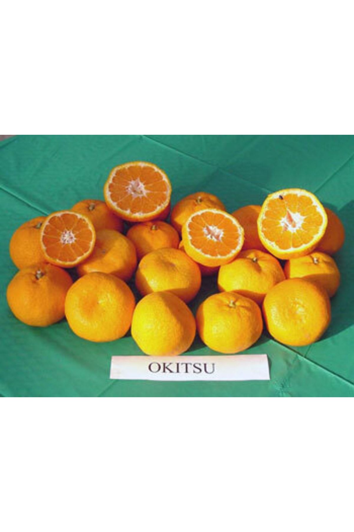 tuplu-asili-cok-verimli-cekirdeksiz-okitsu-mandalina-fidani-267.jpg