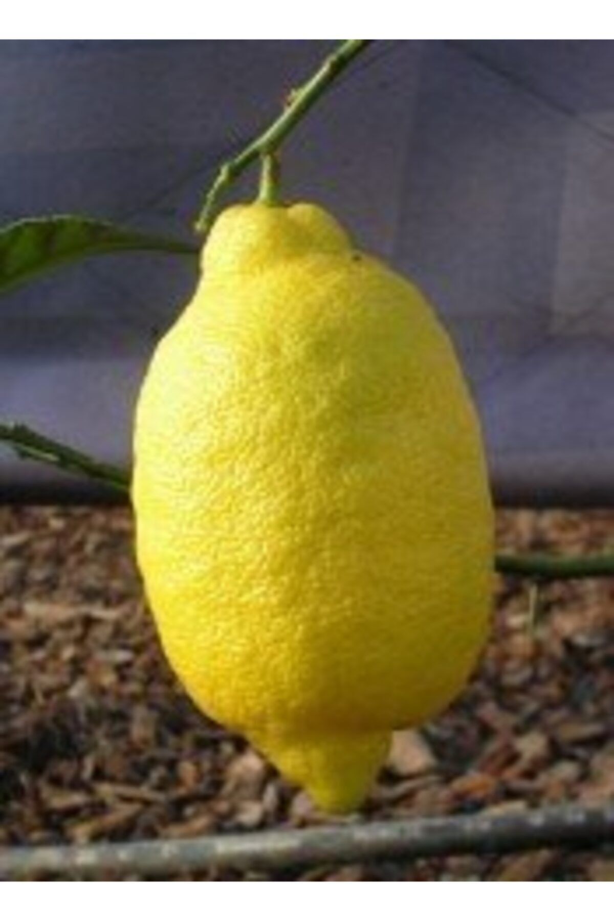 tuplu-asili-enterdonato-interdonat-limon-fidani-371.jpg