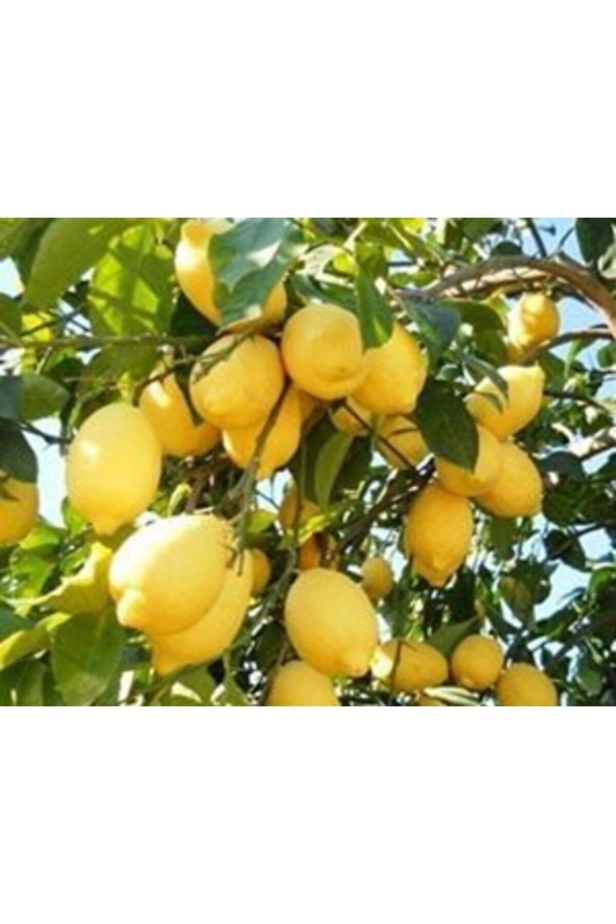 tuplu-asili-enterdonato-interdonat-limon-fidani-372.jpg