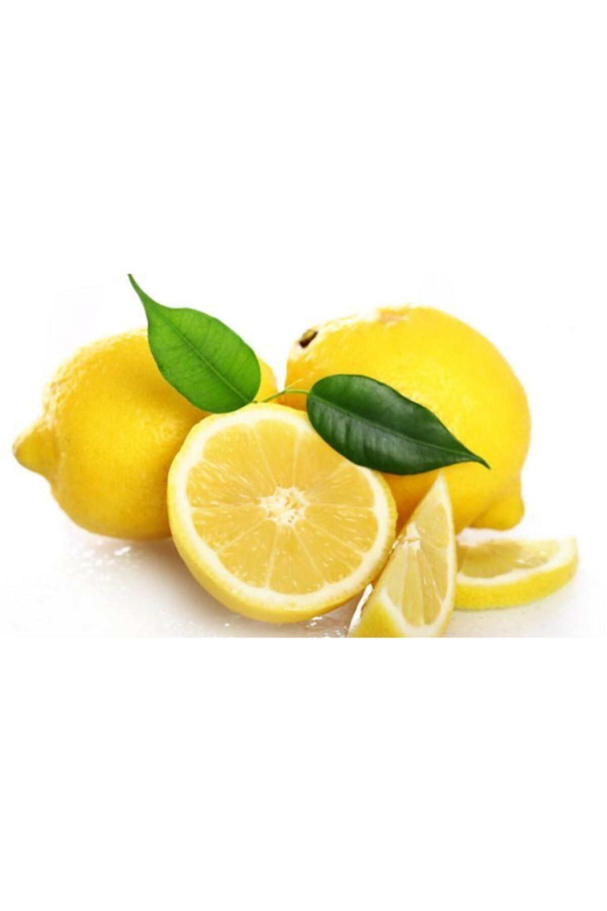 tuplu-asili-enterdonato-interdonat-limon-fidani-373.jpg