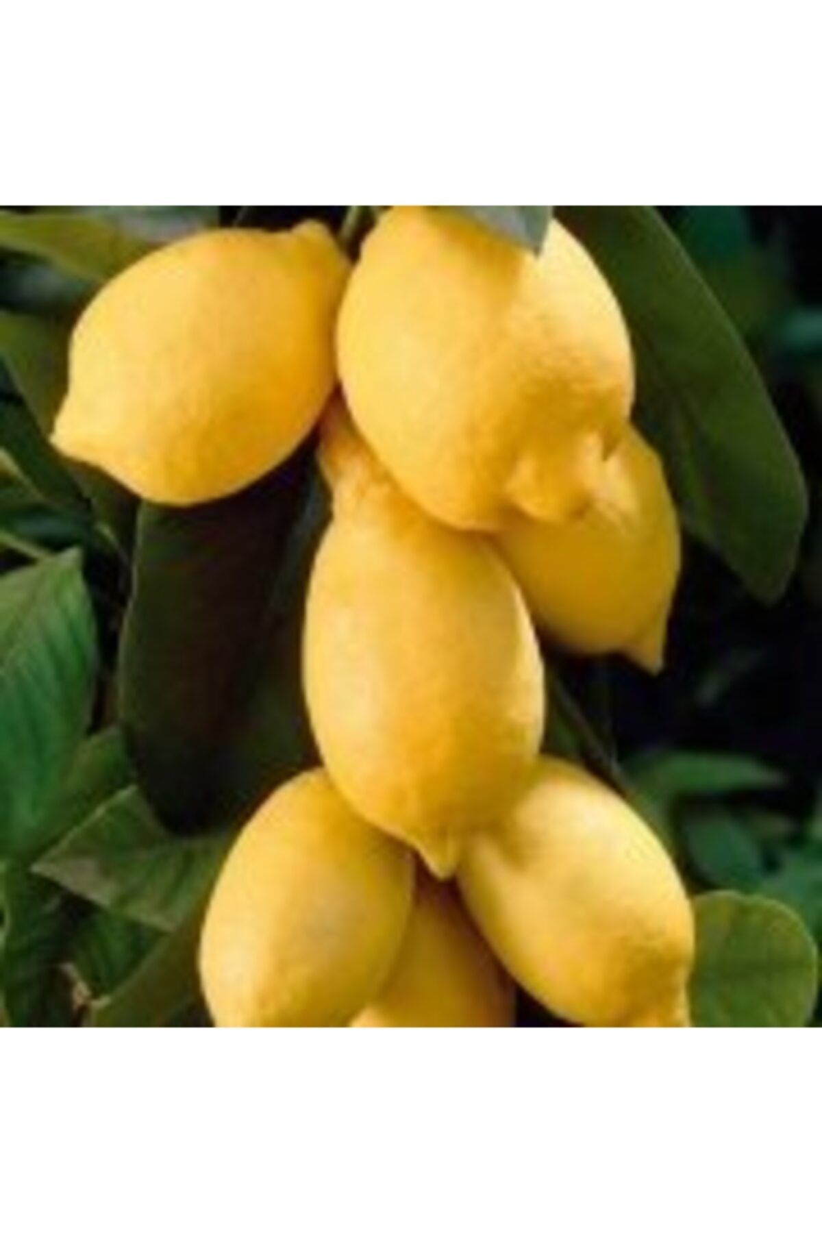 tuplu-asili-eureka-limon-fidani-363.jpg