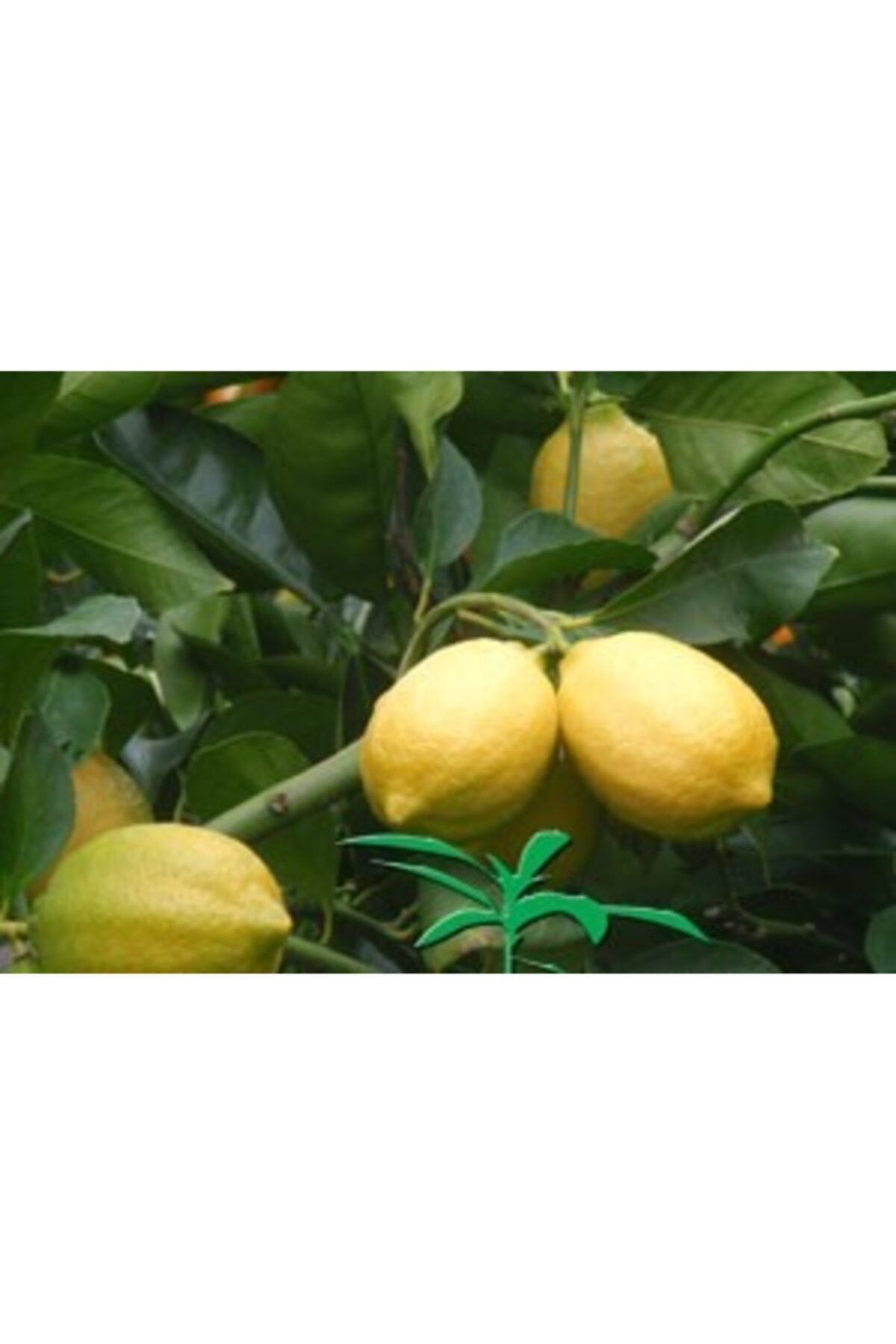 tuplu-asili-eureka-limon-fidani-364.jpg