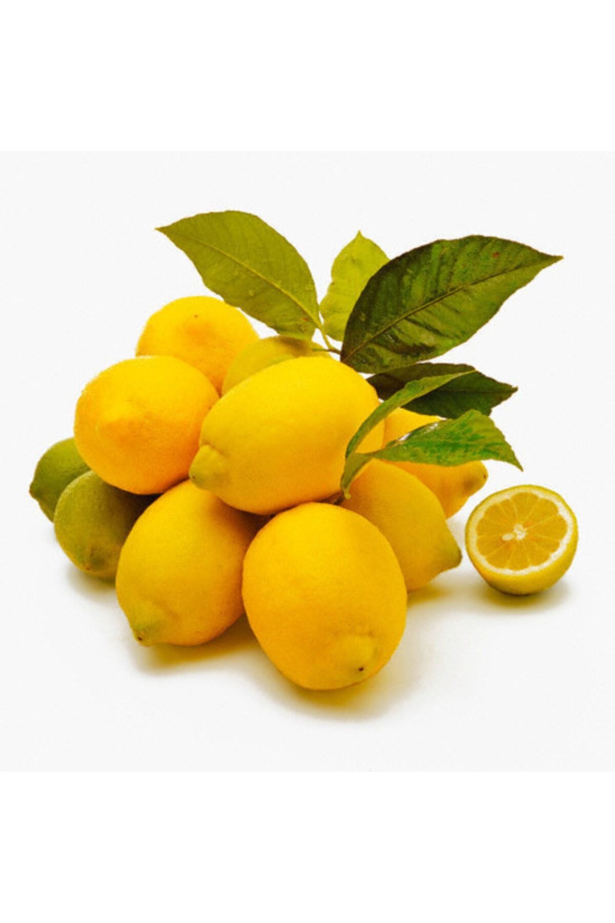 tuplu-asili-eureka-limon-fidani-366.jpg