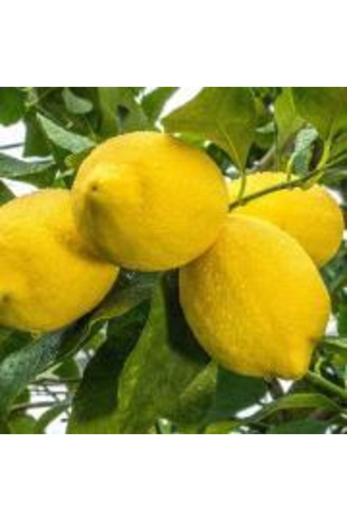 zagara-bianca-limon-2-yas-tuplu-90-120cm-287.jpg