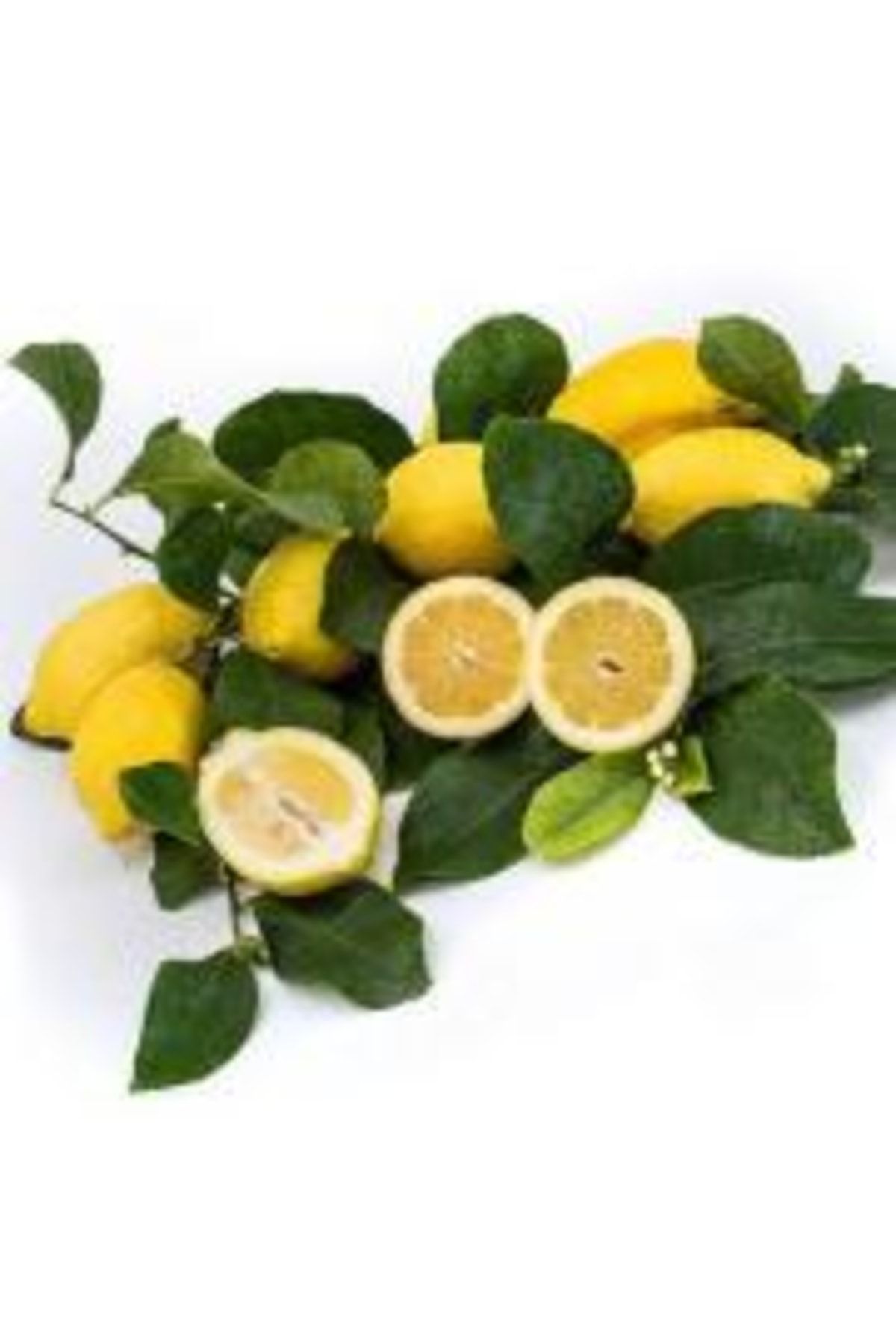 zagara-bianca-limon-2-yas-tuplu-90-120cm-288.jpg