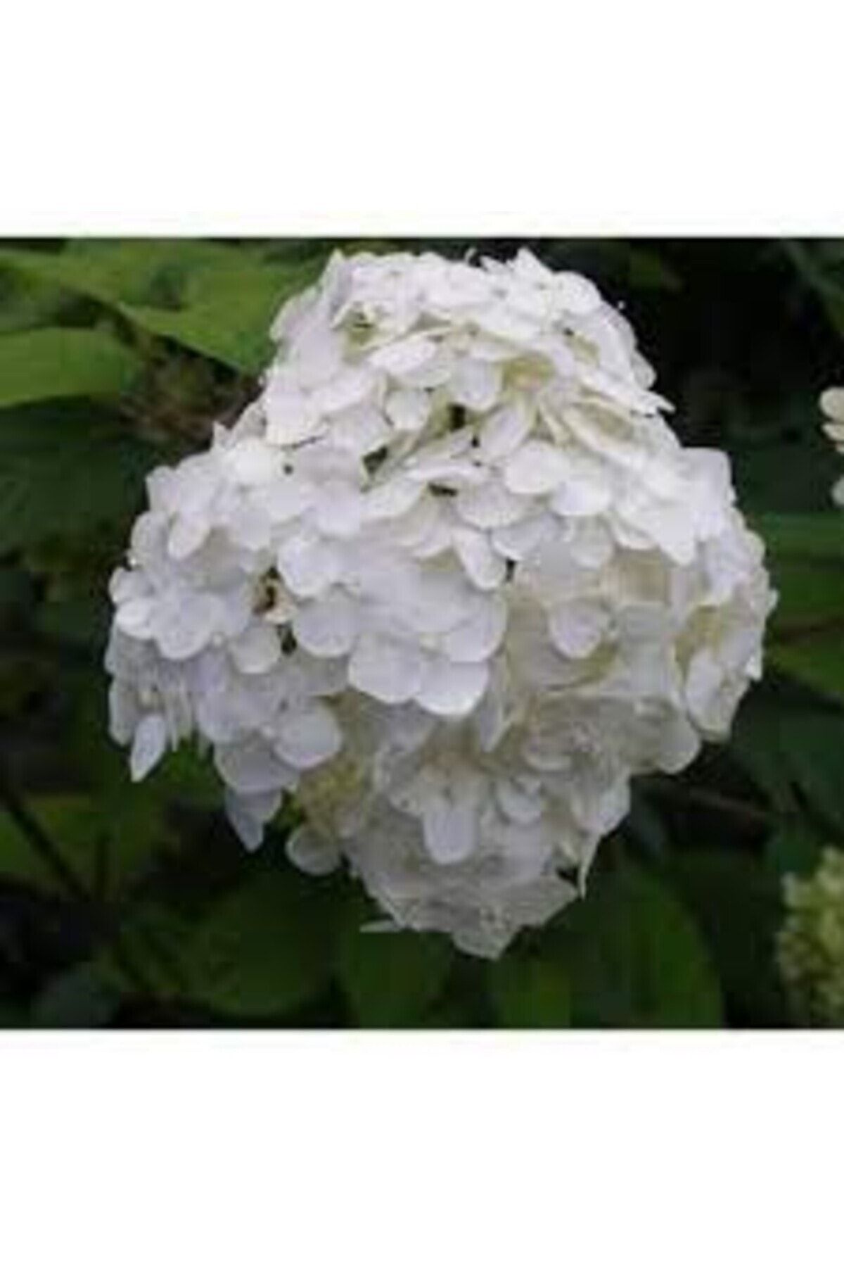 ortanca-fidani-hydrangea-macrophylla-beyaz-433.jpg