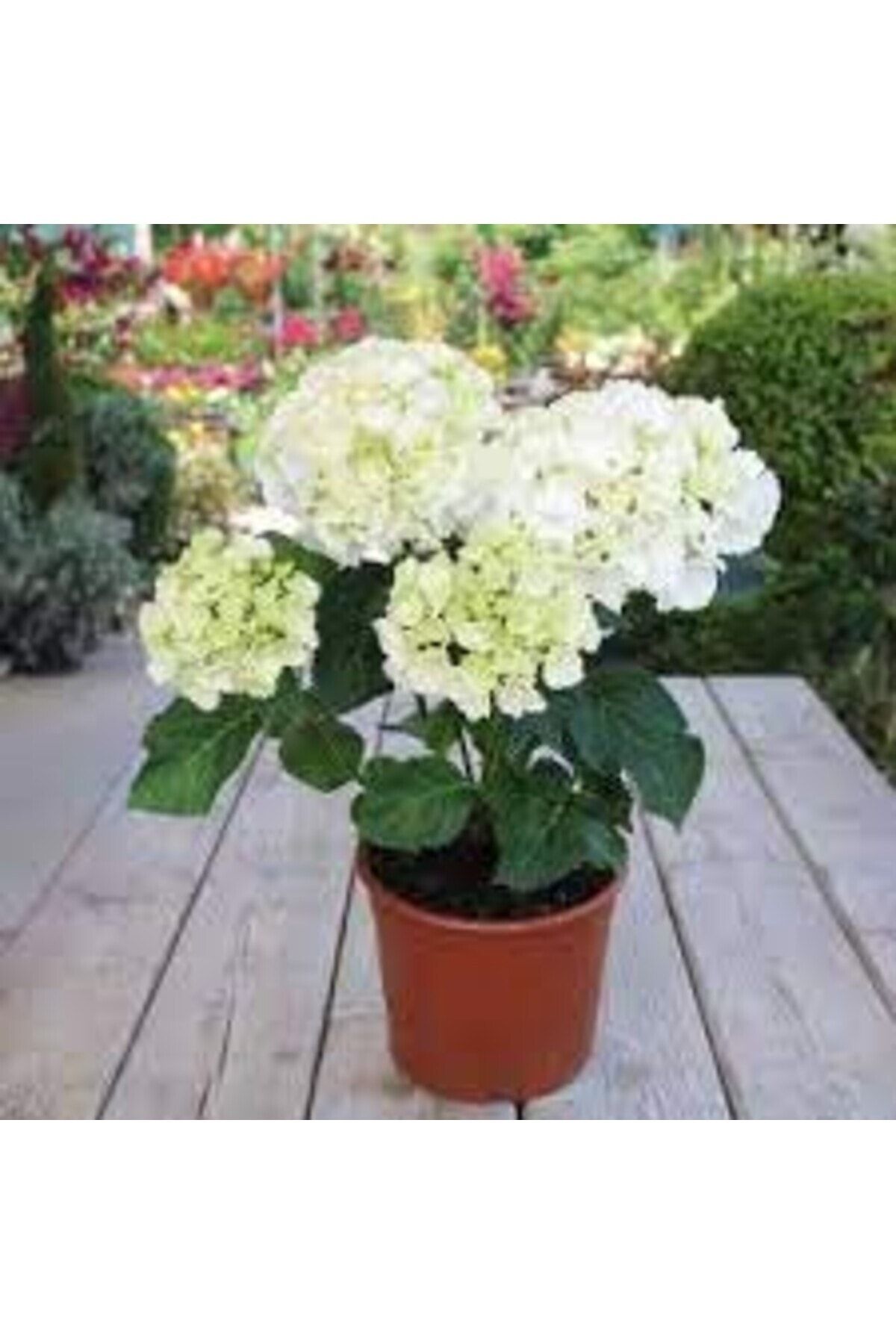 ortanca-fidani-hydrangea-macrophylla-beyaz-434.jpg