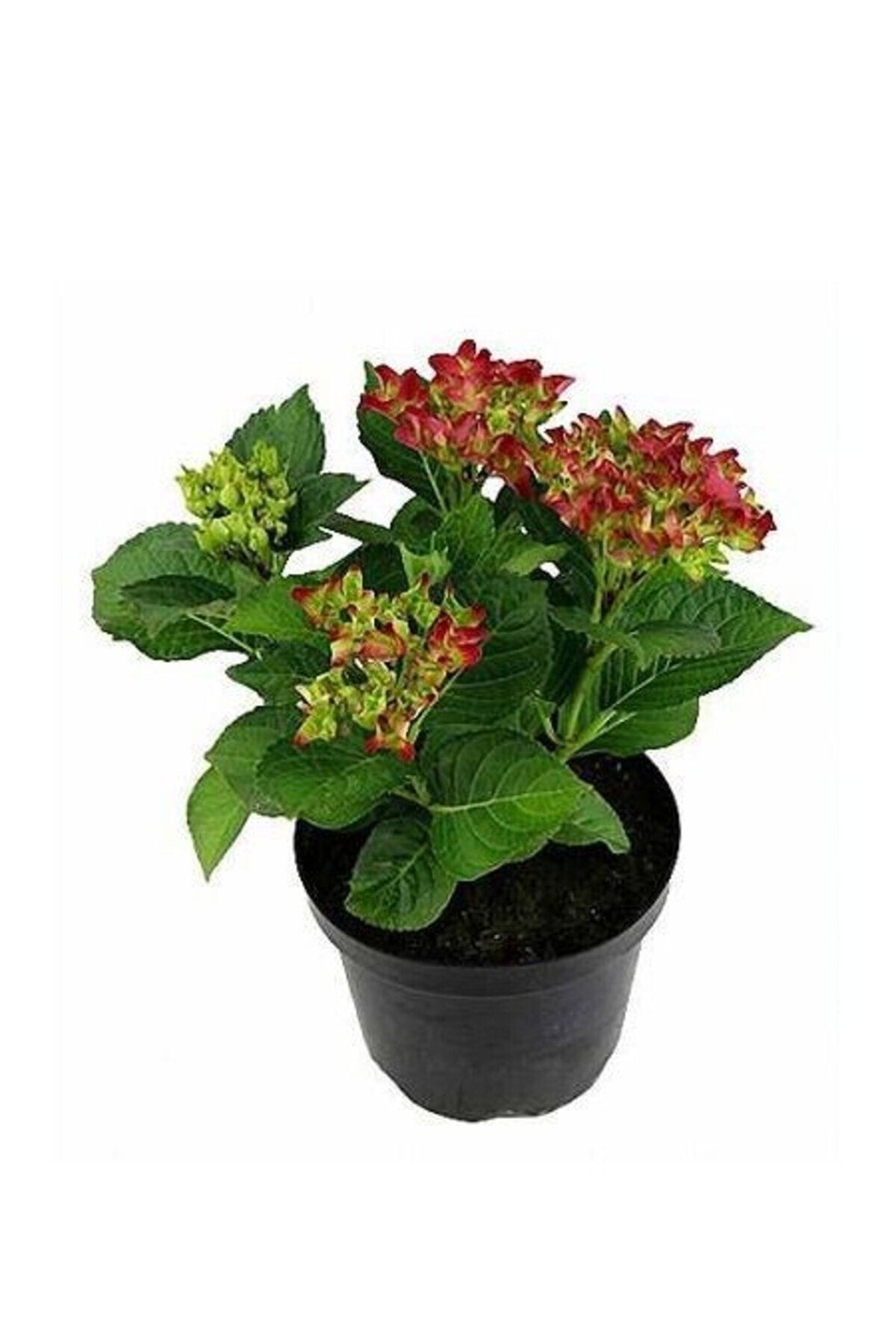 ortanca-fidani-hydrangea-macrophylla-kirmizi-431.jpg