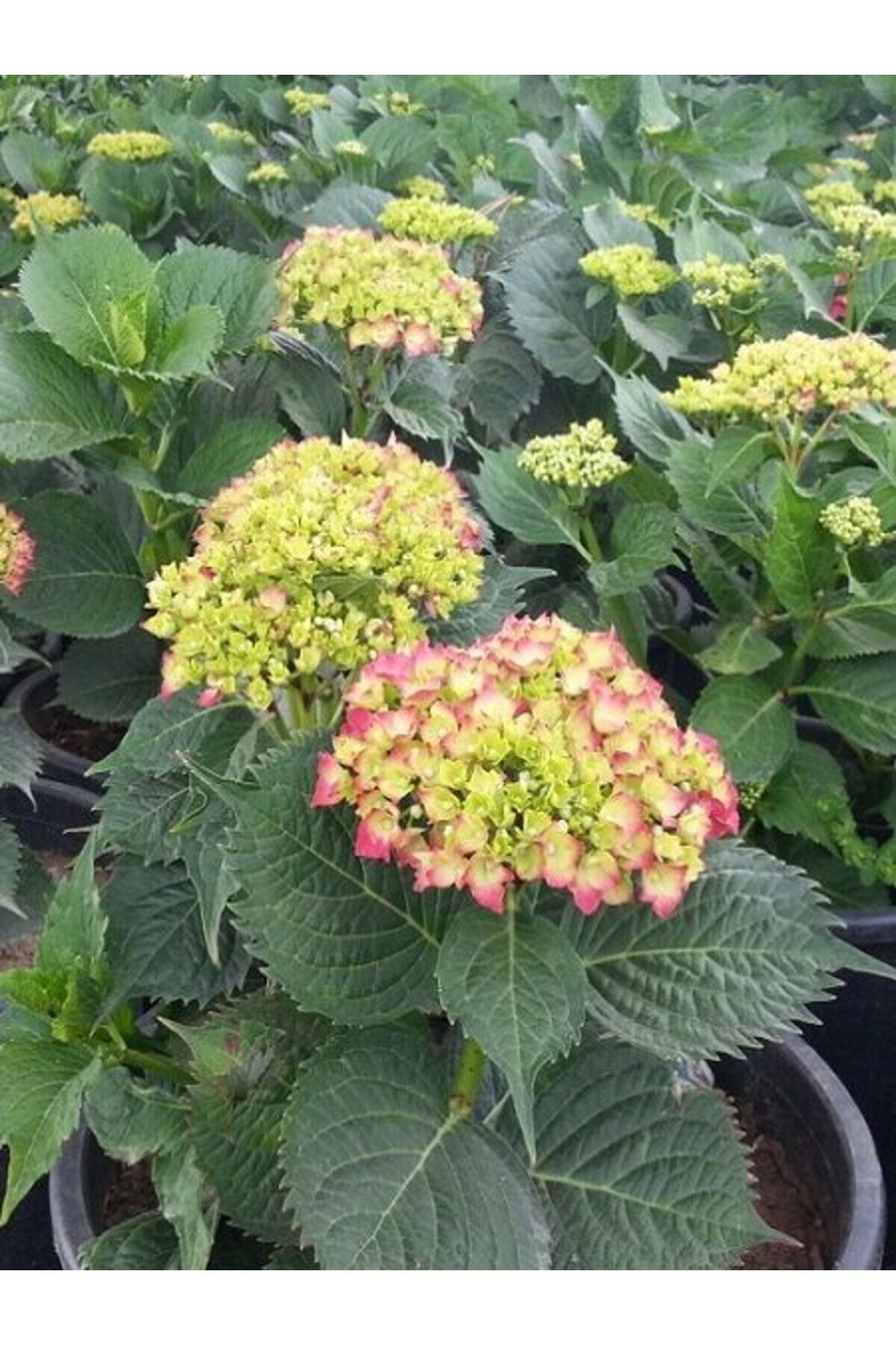 ortanca-fidani-hydrangea-macrophylla-kirmizi-432.jpg