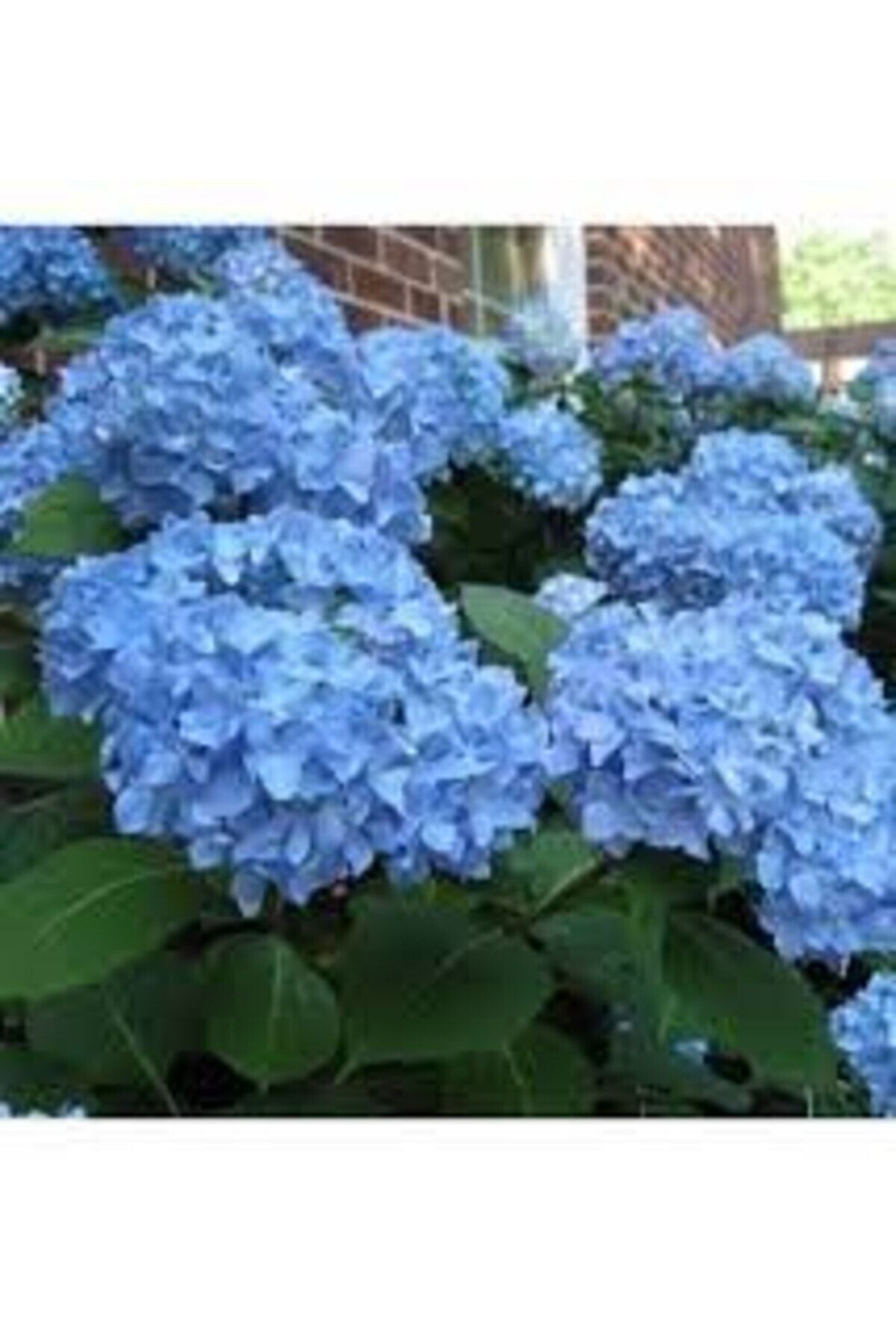 ortanca-fidani-hydrangea-macrophylla-mavi-435.jpg