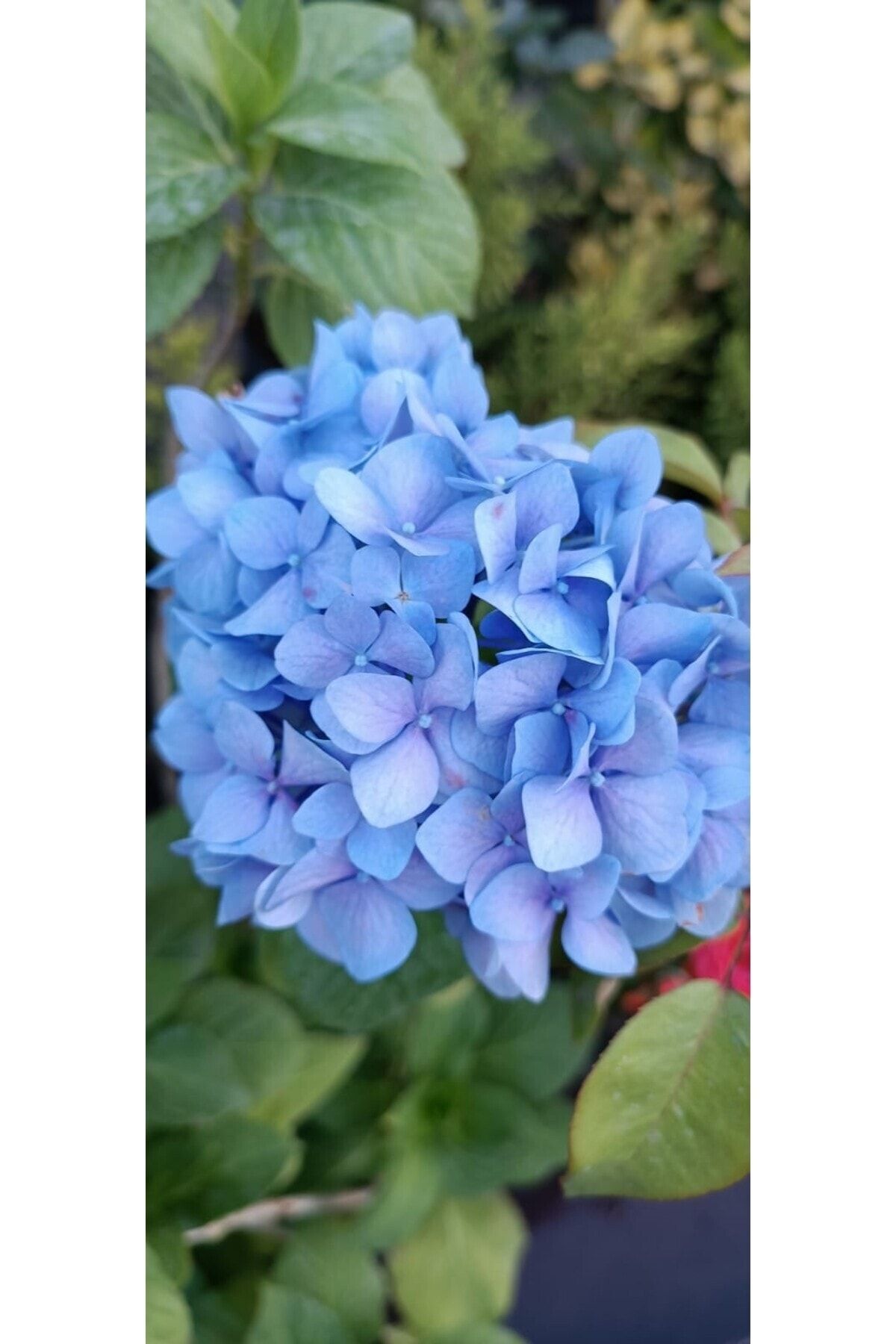 ortanca-fidani-hydrangea-macrophylla-mavi-436.jpg