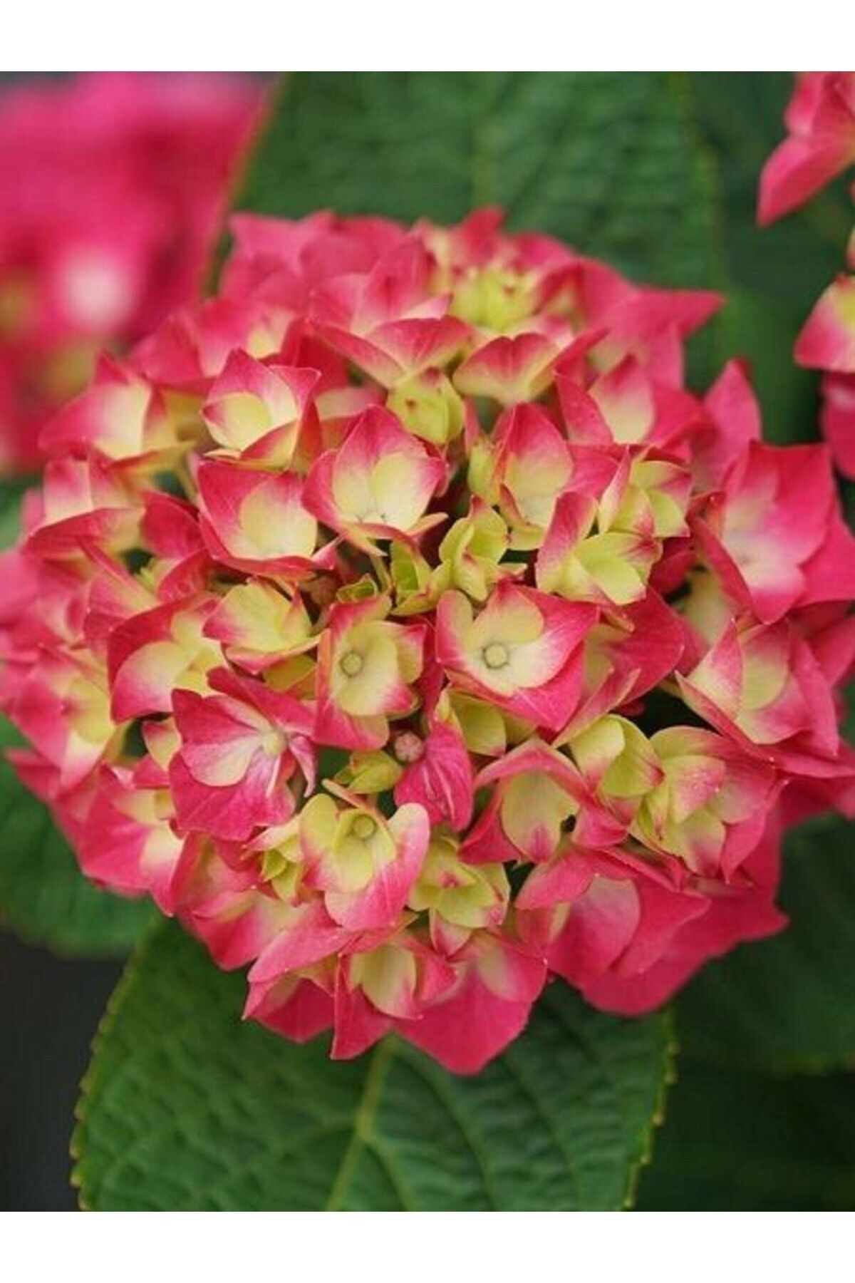 ortanca-fidani-hydrangea-macrophylla-pembe-437.jpg