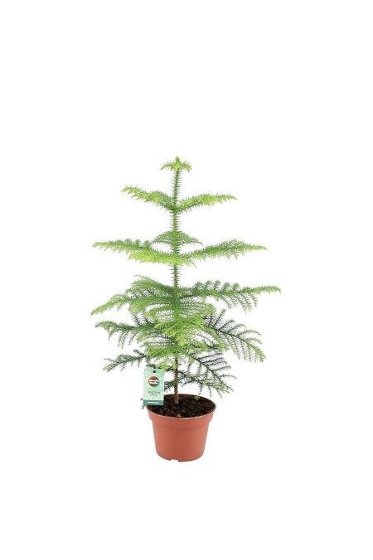 salon-cami-bitkisi-araucaria-heterophylla-kucuk-boy-487.jpg