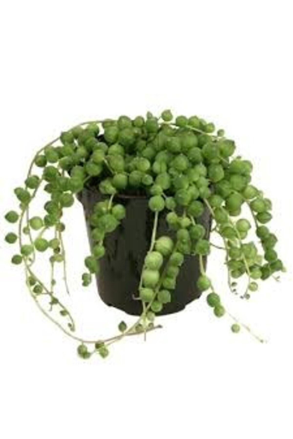 tesbih-cicegi-inci-tanesi-senecio-rowleyanus-bezelye-kolyesi-cicegi-441.jpg