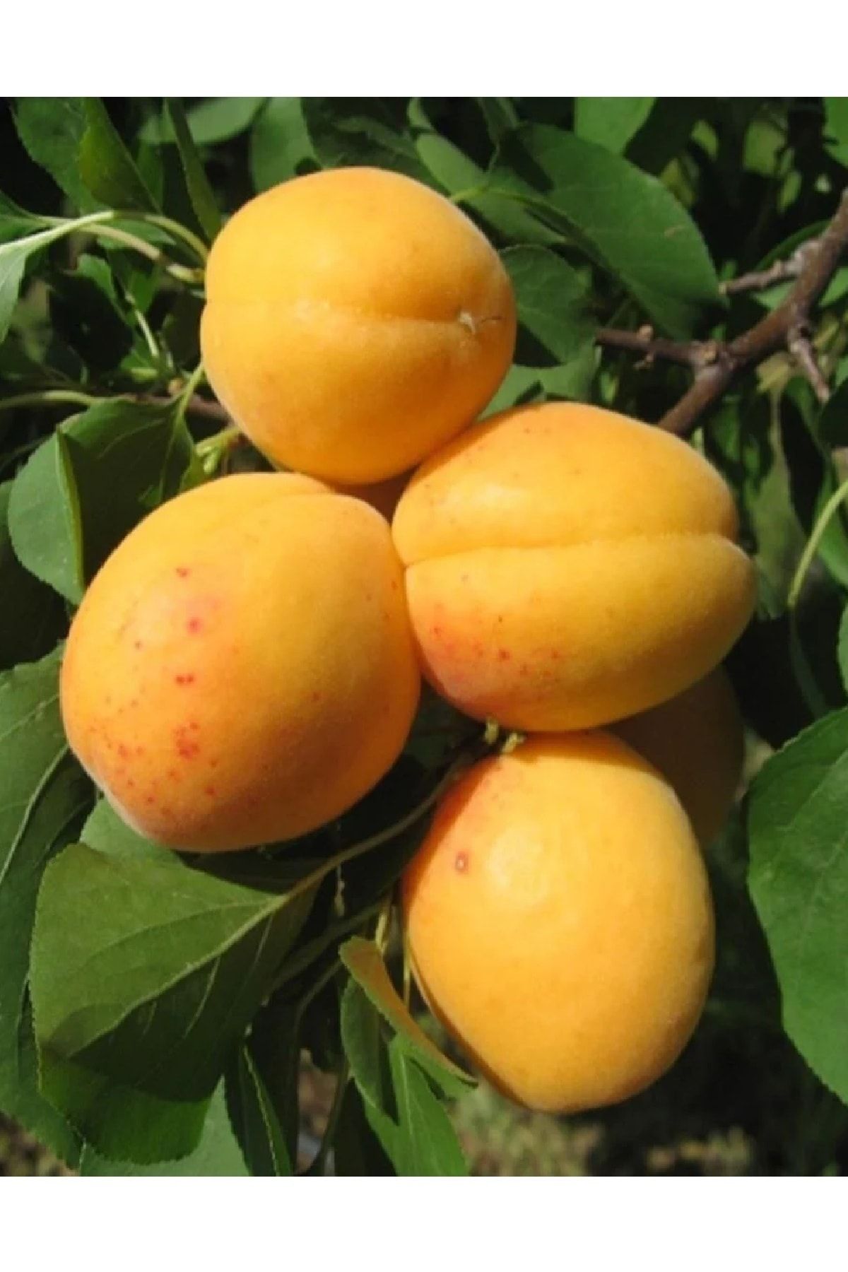 2-cesit-karisik-meyve-fidani-napolyon-kiraz-ve-kayisi-515.jpg