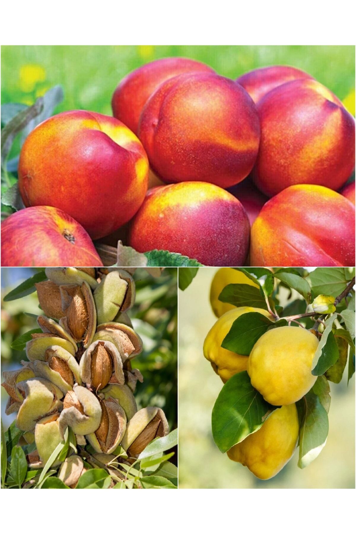 3-cesit-karisik-meyve-fidani-nektarin-badem-ve-ayva-539.jpg