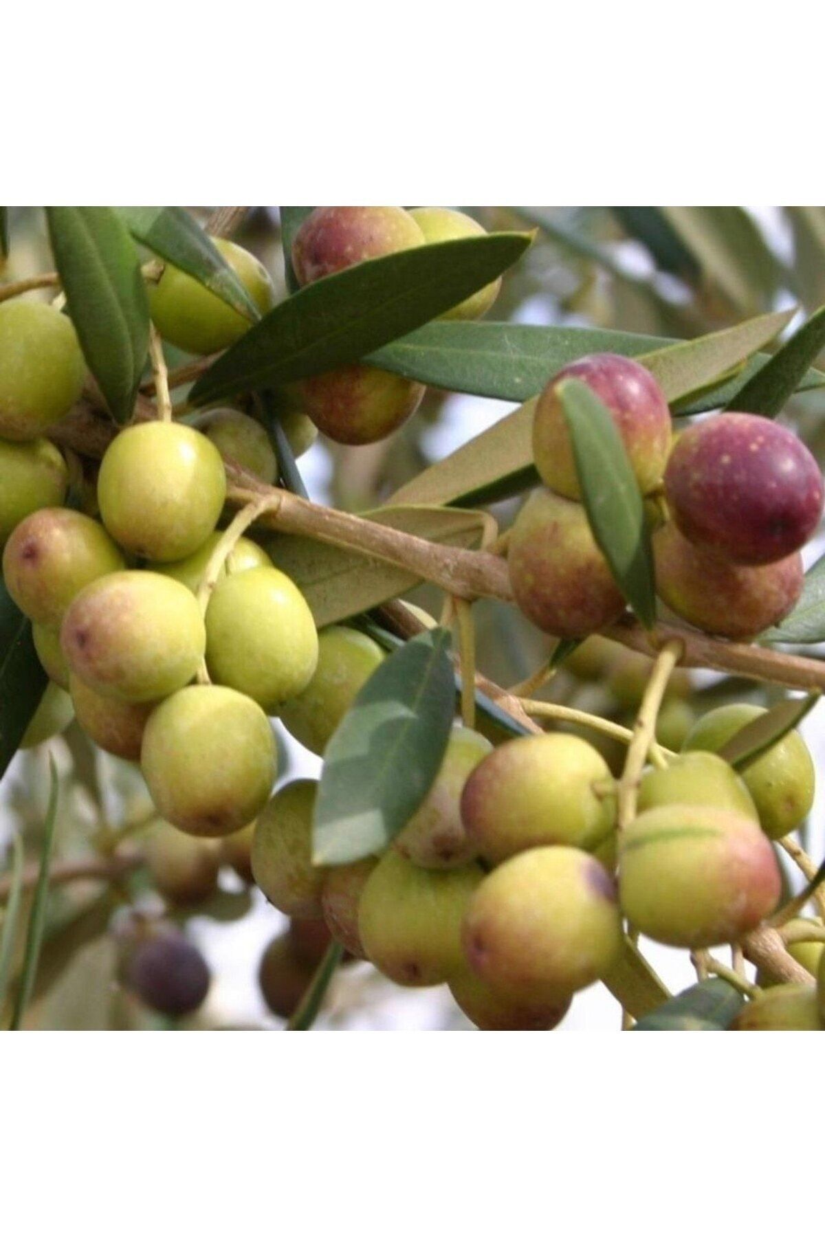 arbequina-ispanya-zeytini-agaci-buyuk-boy-565.jpg
